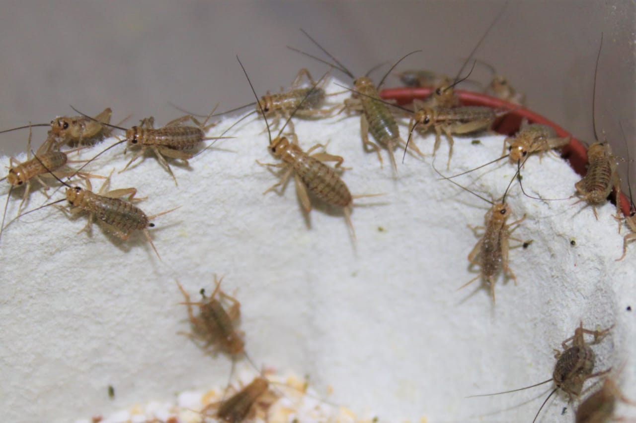 Insectes comestibles: forme frite, très appréciée par certains Béninois