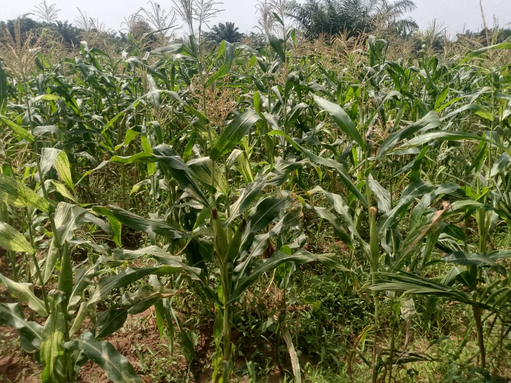 Changements Climatiques/Résilience Des Femmes Agricultrices : Les Retombées Du Projet « Femme Hwénou »