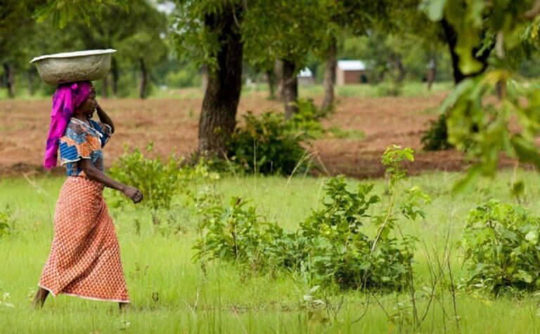 Mali : 1er Producteur De Mangues En Afrique Occidentale (Dans Un Pays Au Goût Prononcé Pour Les Fruits)