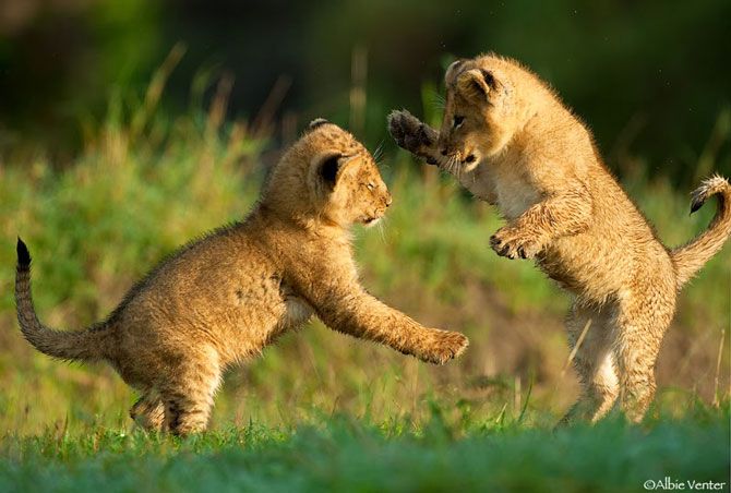 Can 2025/ Maroc-Sénégal : Au Pied De L'Atlas, Impossible Cohabitation Pour Deux Colosses Félins