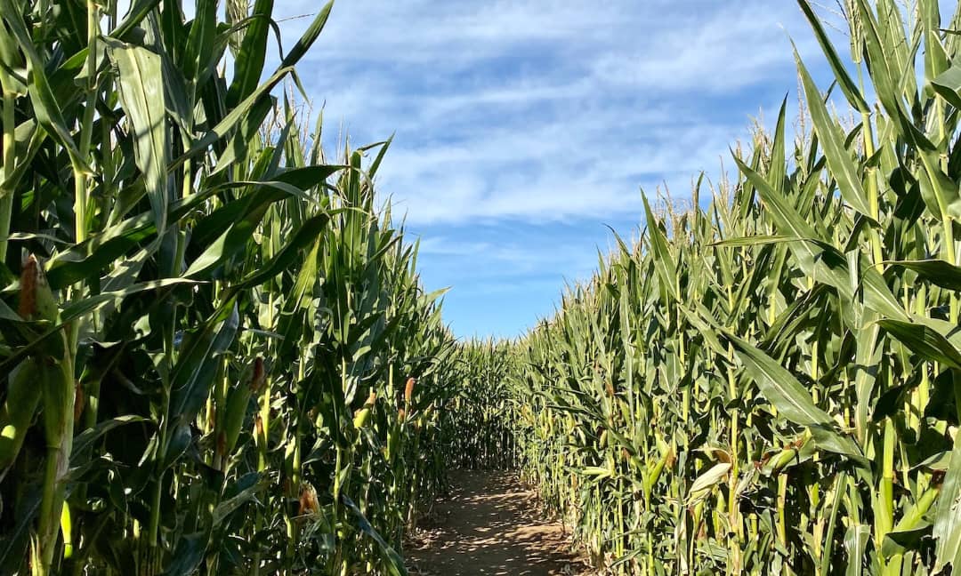 Afrique: Lutte Contre La Faim, En Dépit Des Milliards De Dollars...(Lisez Cette Enquête De L'un Des Grands Chercheurs Seniors).