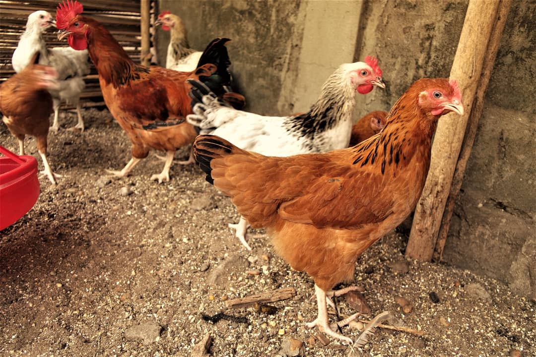 Bénin/Secteur Avicole : Un An Après La Décision D'interdiction De Poulets Congelés, Un Apport  Financier Majeur De La BAD