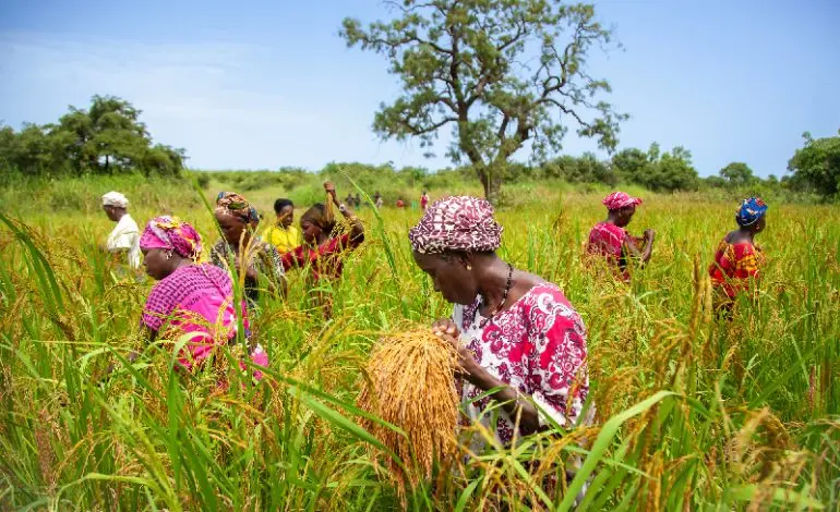 Afrique : 4,6% De Taux De Croissance En 2026 Contre 43% De Pauvreté (Entre Dynamiques Régionales Et Facteurs Clés)
