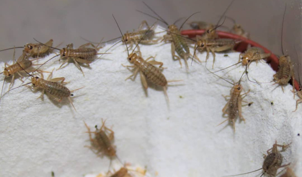 Alimentation Humaine/Commerce d&rsquo;Insectes: Un Marché D&rsquo;avenir Au Bénin ?